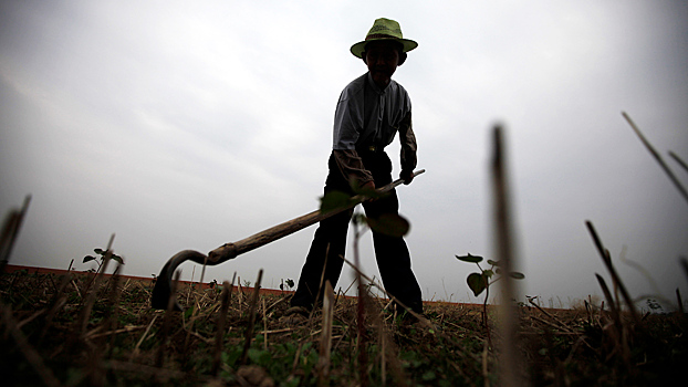 Убили все: Китай захватил мировой рынок чеснока