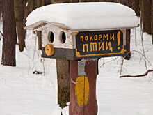 Новости за ночь, которые вы могли пропустить: Трамп против Хейли, зимующие птицы в Москве и операция шестилапой собаки