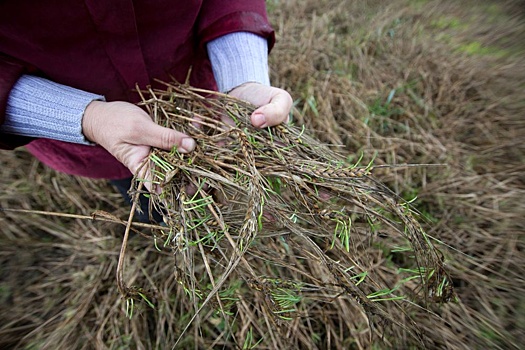 Из-за погодных аномалий в Омской области ввели режим ЧС