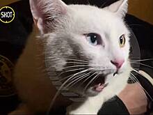 Спасатели достали запертого в квартире без еды и воды кота