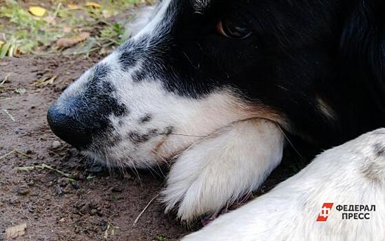 В Чувашии собаки главы фермерского хозяйства насмерть загрызли пенсионерку