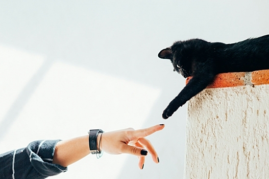 Сеть взорвали видео котиков с руками: «У меня больше не лапки!»