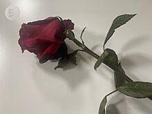 Жителей Удмуртии предупредили о мошенниках, предлагающих помощь в розыске пропавших без вести военнослужащих