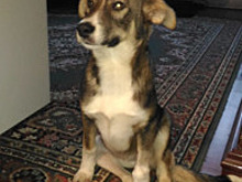 Солдаты-срочники в Чкаловске спасли сбитую бездомную собаку