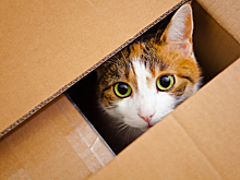 Кот, спасающийся бегством от рыбы, насмешил Сеть