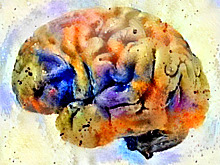 Российская исследовательница уточнила роль брадикинина в восстановлении мозга после ишемии