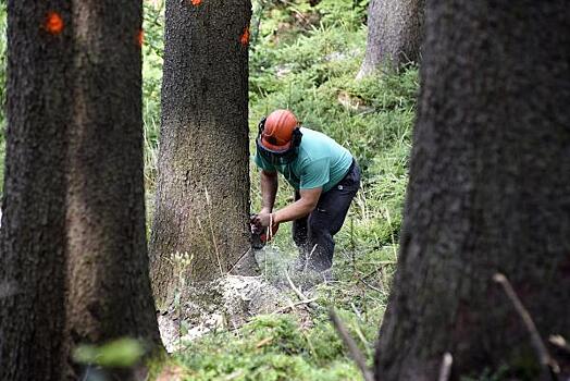 В Нижегородской области облагородили более 44 тысяч гектаров леса