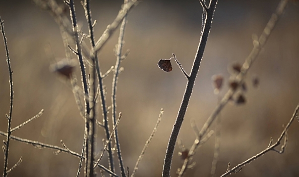 В Волгоградской области в выходные 8 и 9 апреля ожидаются ночные заморозки