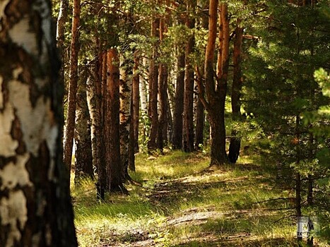 В Ярославской области ввели запрет на посещение лесов