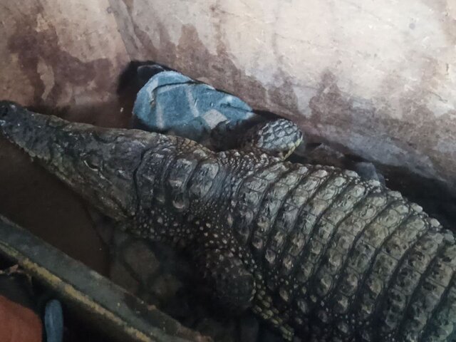 Таможенники РФ пресекли незаконный вывоз крокодила в Казахстан