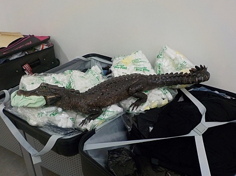 В Курумоче у пассажира из Стамбула изъяли чучело крокодила