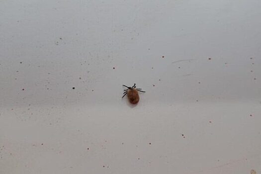 Эксперт назвал первые признаки болезни Лайма после укуса клеща