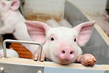 Омским фермерам выплатят компенсации за уничтоженных свиней