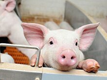 Омским фермерам выплатят компенсации за уничтоженных свиней