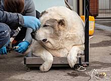 В российском городе нашли бездомного стокилограммового пса