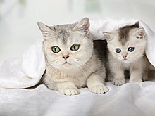 Зачем мама-кошка отгрызает усы котятам