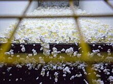 Рустам Минниханов обратил внимание Владимира Путина на проблемы отечественных экспортеров полимеров