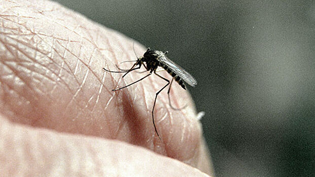Ученый развеял миф об опасности малярийных комаров