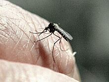 Ученый развеял миф об опасности малярийных комаров