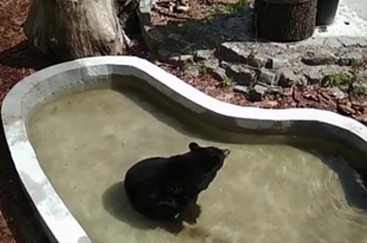 Медведица из калининградского зоопарка впервые за 18 лет увидела бассейн