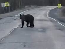 Медвежонок вышел на дорогу рядом с российским городом