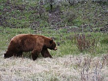 Медведь убил российского туриста в природном парке
