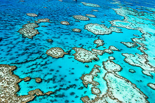 У Большого Берьерного рифа «высадили» кораллы