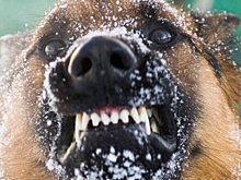 В Нижнем Тагиле стая собак набросилась на маму с 4-летним ребёнком