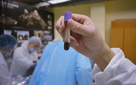 Ученые клонируют жеребенка из 42000-летней мерзлоты