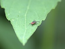 В Ижевске приступили к обработке городских территорий от клещей