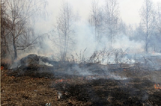 Рослесхоз предупредил о возможности крупных лесных пожаров в Сибири