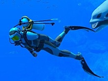 К югу от экватора: анонс Endless Ocean Luminous