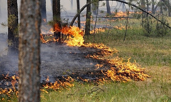 В Крыму в ближайшие двое суток будет высокая пожарная опасность