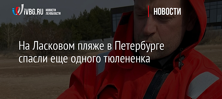 На Ласковом пляже в Петербурге спасли еще одного тюлененка