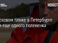 На Ласковом пляже в Петербурге спасли еще одного тюлененка