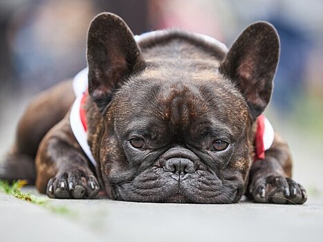 Может ли человек заразить домашнее животное гриппом