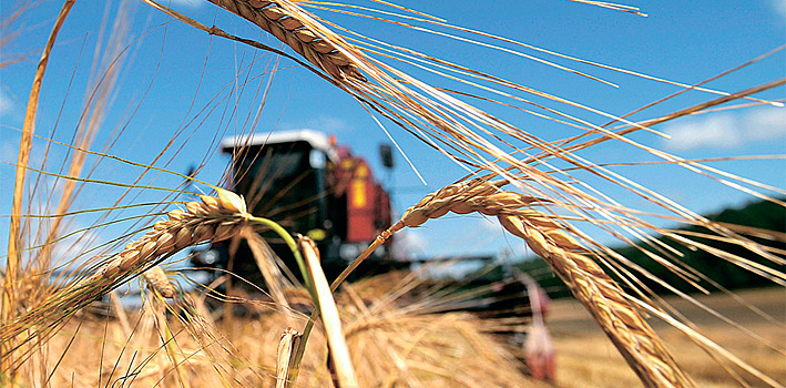 Минсельхоз ожидает снижения урожая зерна и картофеля