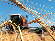 Минсельхоз ожидает снижения урожая зерна и картофеля