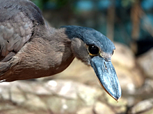В Московском зоопарке поселились лягушкороты и черолицые ибисы