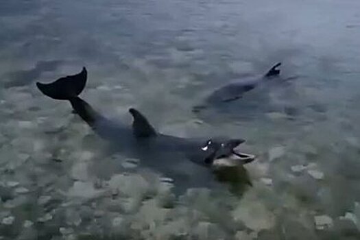 Выбросивший ручных дельфинов в море россиянин объяснил поступок нехваткой денег