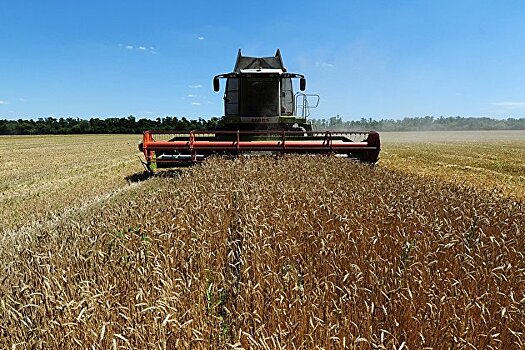 Россия увеличила экспорт пшеницы почти на треть