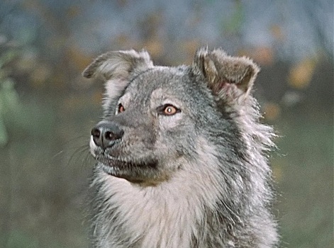 Тузик, Шарик и Барбос: в чём секрет русских собачих кличек