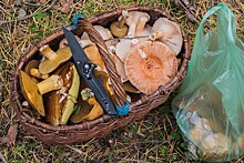 Заслуженный спасатель РФ дал советы по безопасному походу в лес за грибами