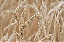 В Самарской области приступили к уборке нового урожая озимой пшеницы