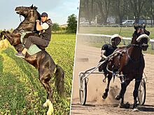 Чарльз Оливейра выиграл скачки, бойцы UFC, которые любят лошадей, Махачев и лошади