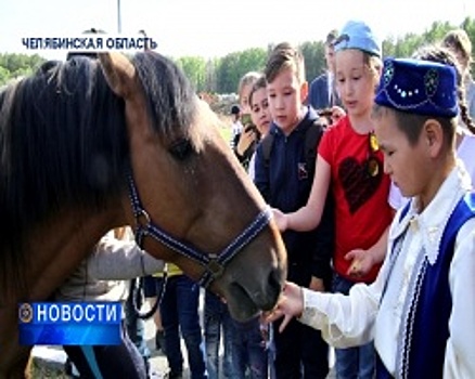 Рысака, подаренного челябинцам Рустэмом Хамитовым, назвали Буляк