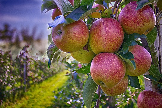 Нижегородские аграрии планируют засадить более 100 гектаров плодово-ягодными культурами в 2022 году