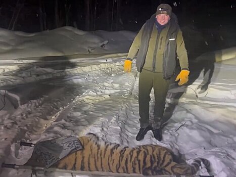 Взрослую тигрицу отловили у поселка в Хабаровском крае