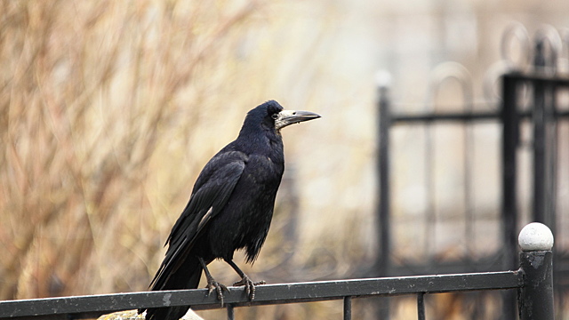 Выполняют главную миссию: почему так много воронов на кладбище