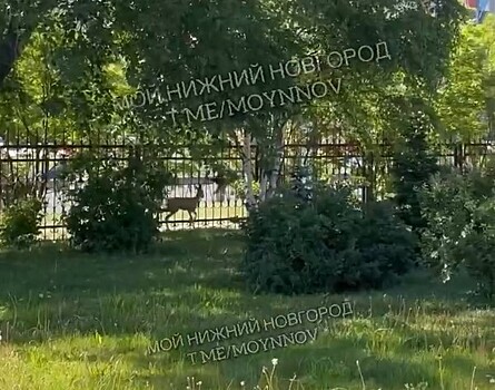 Косулю заметили у церкви Адвентистов на Комсомольском шоссе